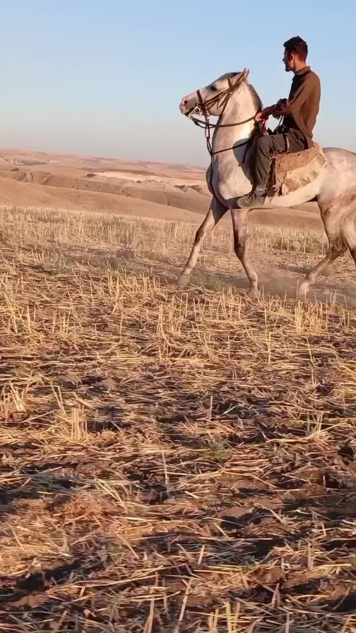 نریان 3ساله تازه سوار|اسب و تجهیزات اسبسواری|بستان آباد, |دیوار