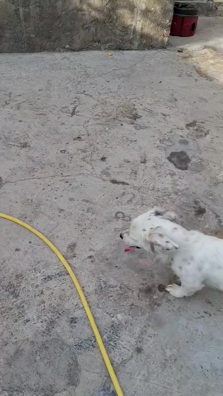 سگ پاکوتاه.سگ|سگ|اسدآباد, |دیوار