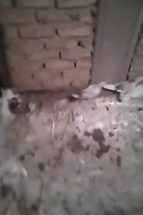 کفتر پرشی|پرنده|نسیم‌شهر, |دیوار