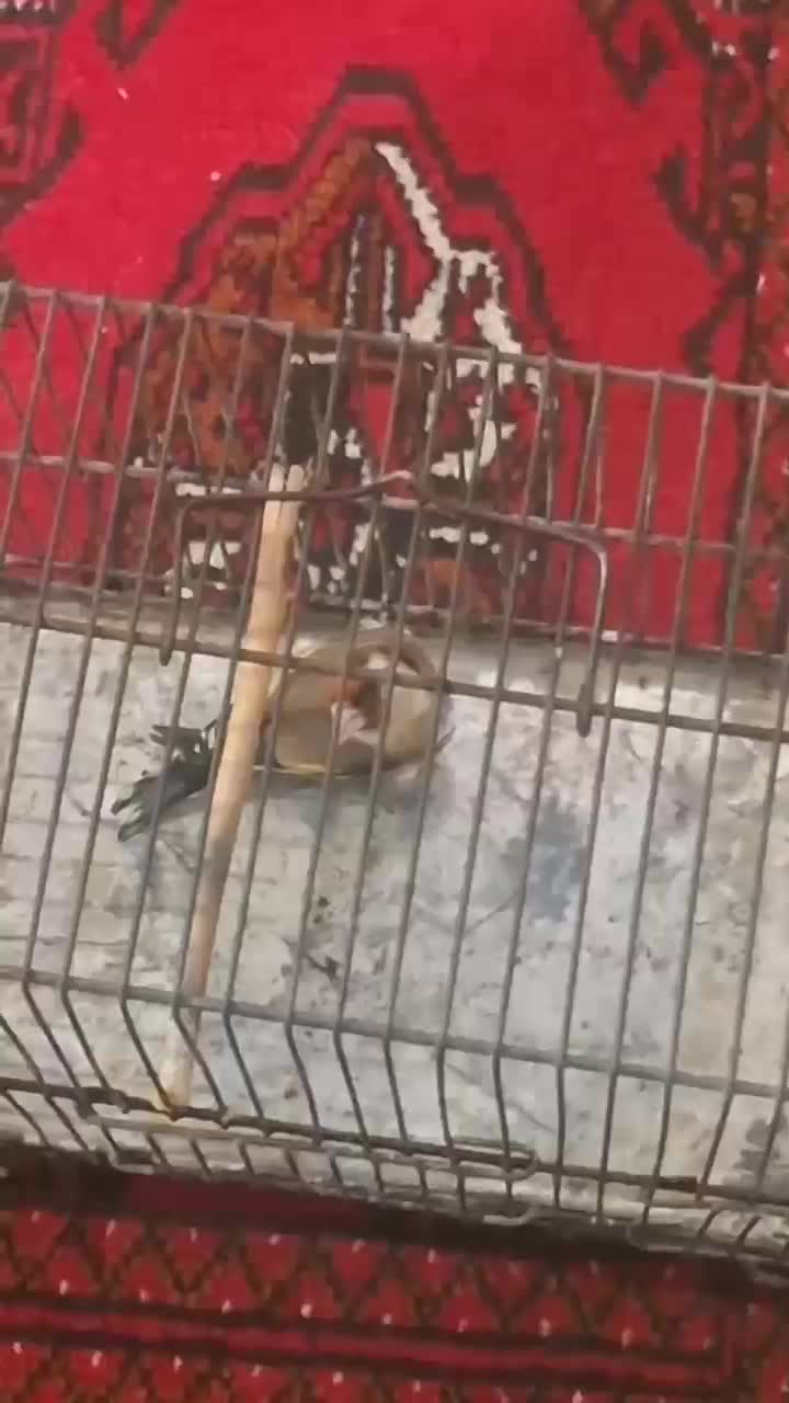 ماده سهره داغسر رسمی 3پردم سفید|پرنده|تهران, شهر زیبا|دیوار