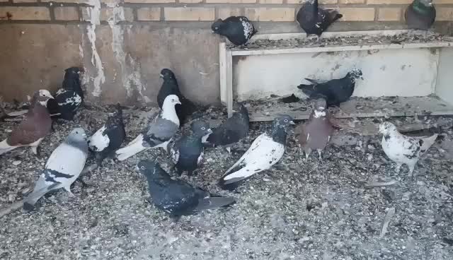 کفتر سینه ای|پرنده|خاوران, |دیوار