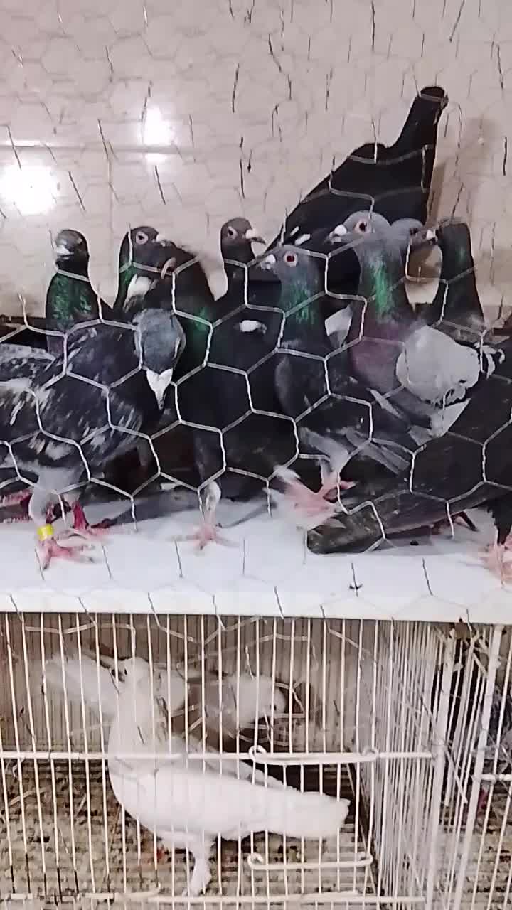 سبز پولک|پرنده|مشهد, کشف|دیوار