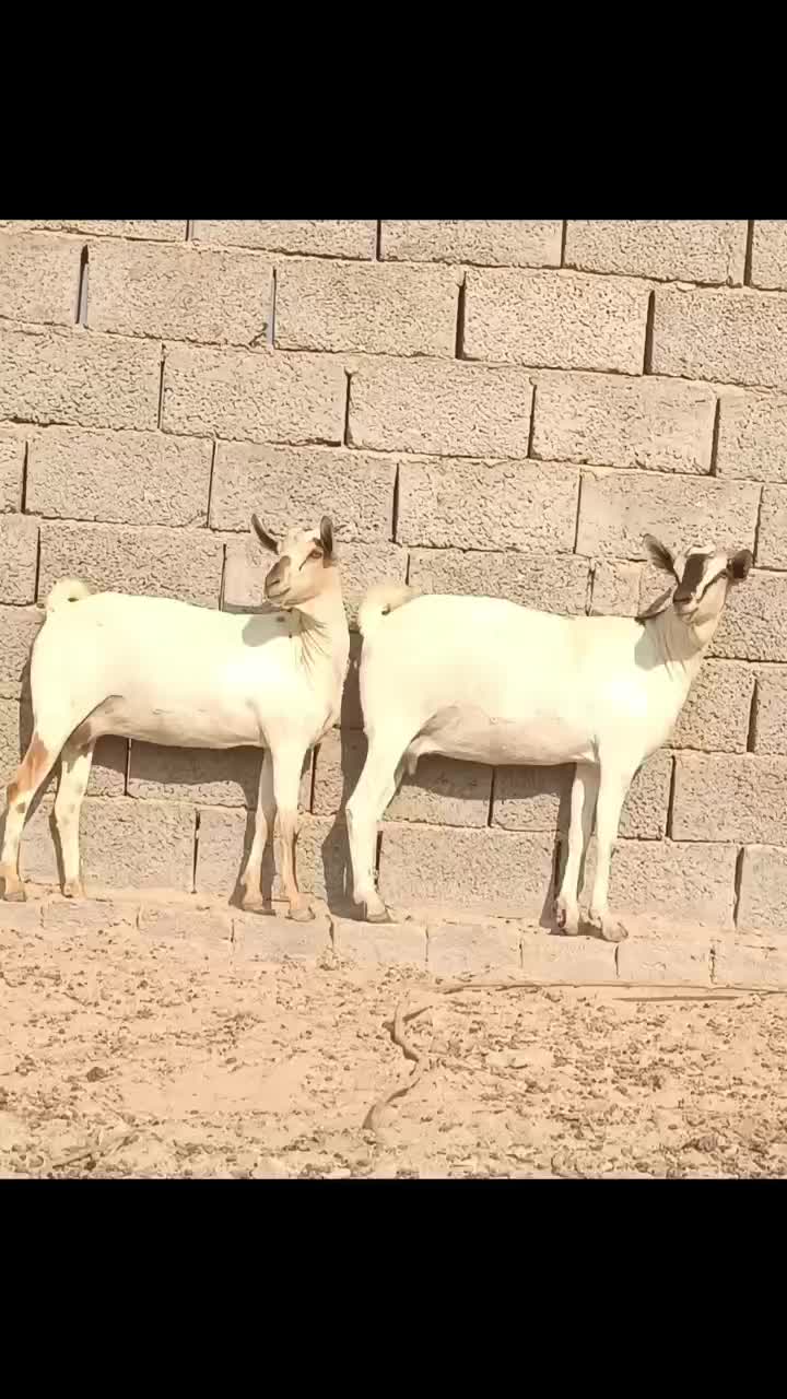 دوعدد بز صومال آبستن دوقلوزاه|حیوانات مزرعه|بندرعباس, |دیوار