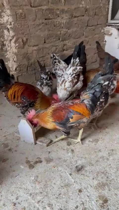 تخم نطفه دار گلین لری قلم سبز اصل|حیوانات مزرعه|قم, بلوار امین و ساحلی|دیوار