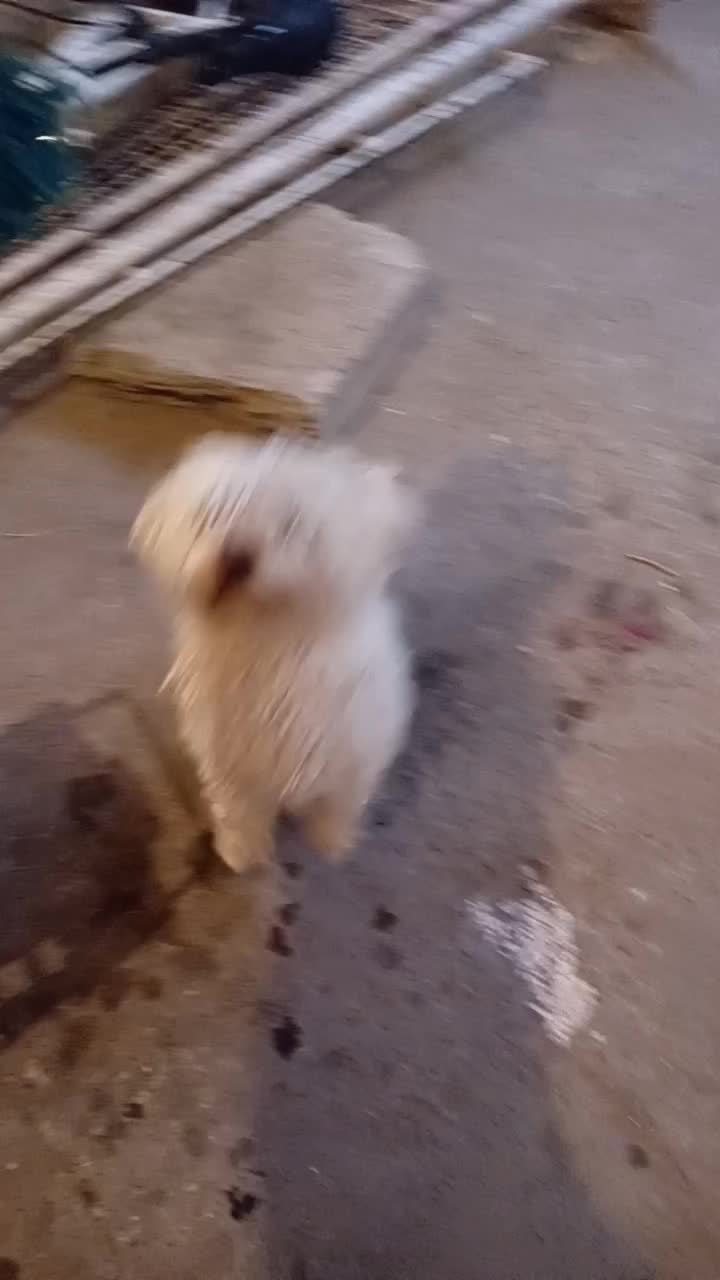 فروش بیستی خانگی|سگ|تبریز, |دیوار