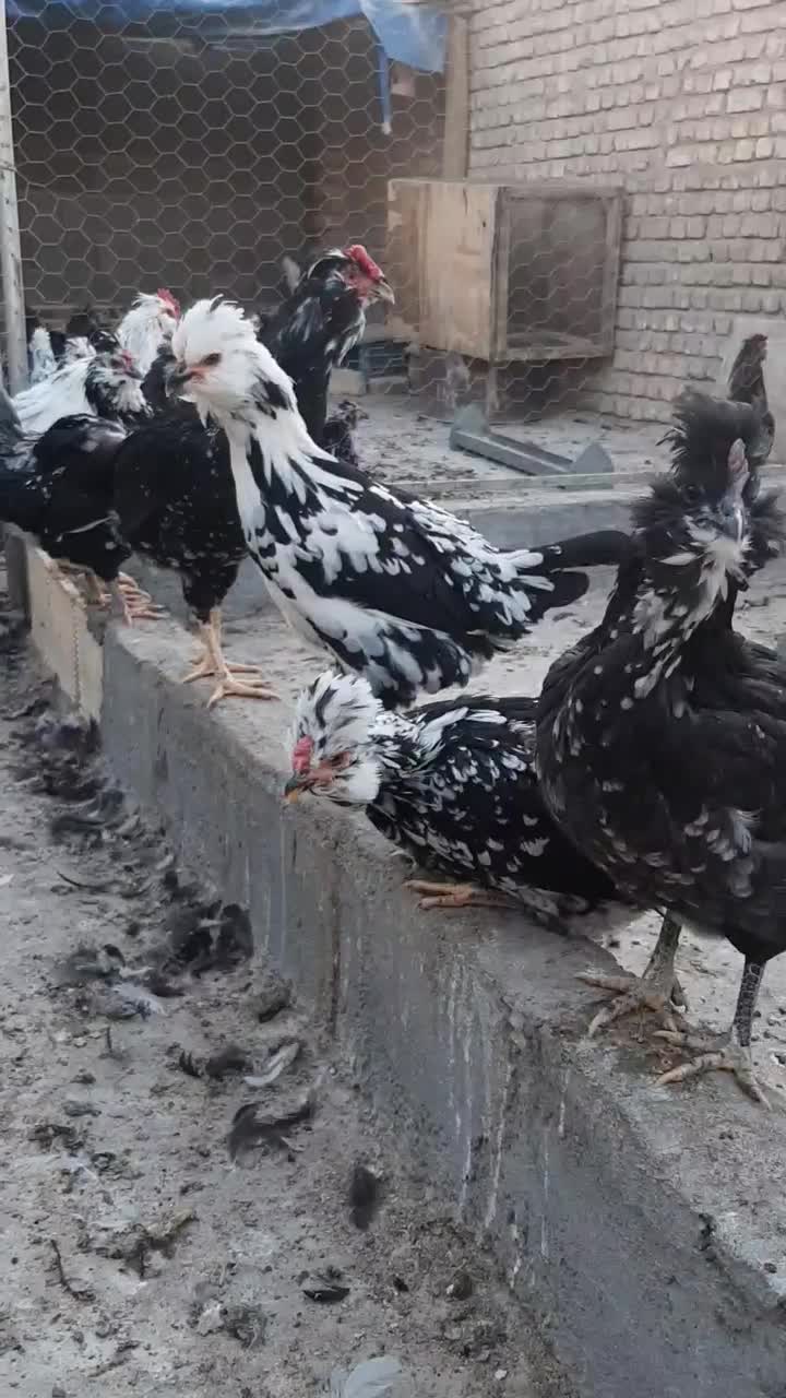 مرغ و خروس گلین|حیوانات مزرعه|مبارکه, |دیوار