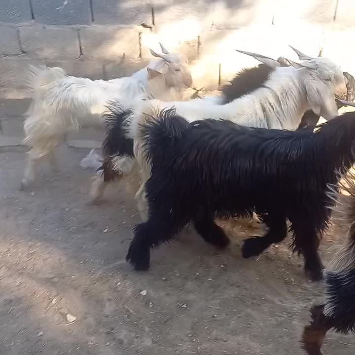 فروش کهره نر چاق|حیوانات مزرعه|لامرد, |دیوار