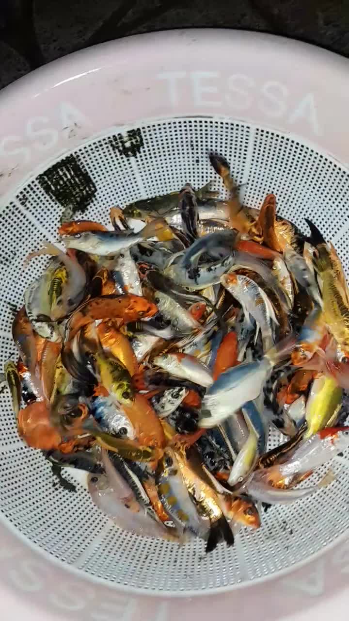 پخش ماهی کوی سوپر بالا در اصفهان|ماهی|خمینیشهر, |دیوار