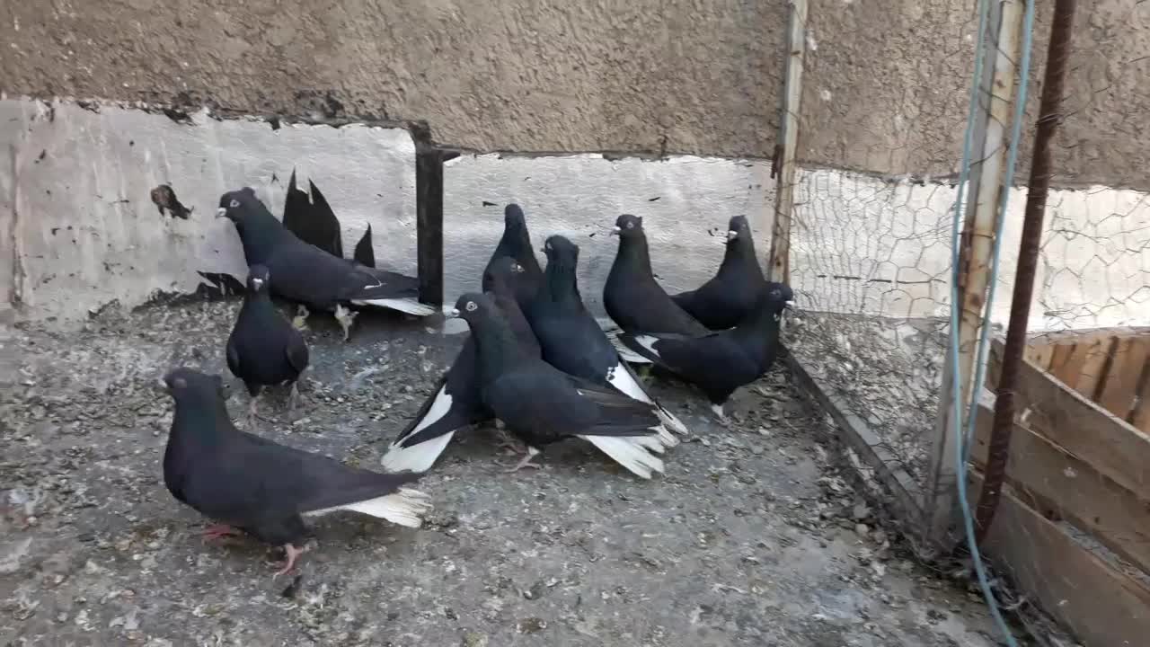 کبوتر های زیل دم سفید مخصوص عشق بازا|پرنده|قزوین, |دیوار