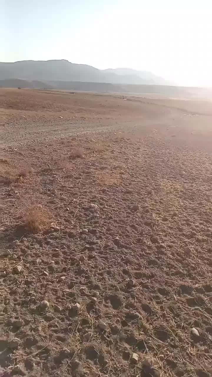 اسب|اسب و تجهیزات اسب‌سواری|بهمن صغاد, |دیوار