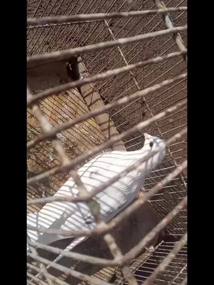 کبوتر|پرنده|زنجان, |دیوار