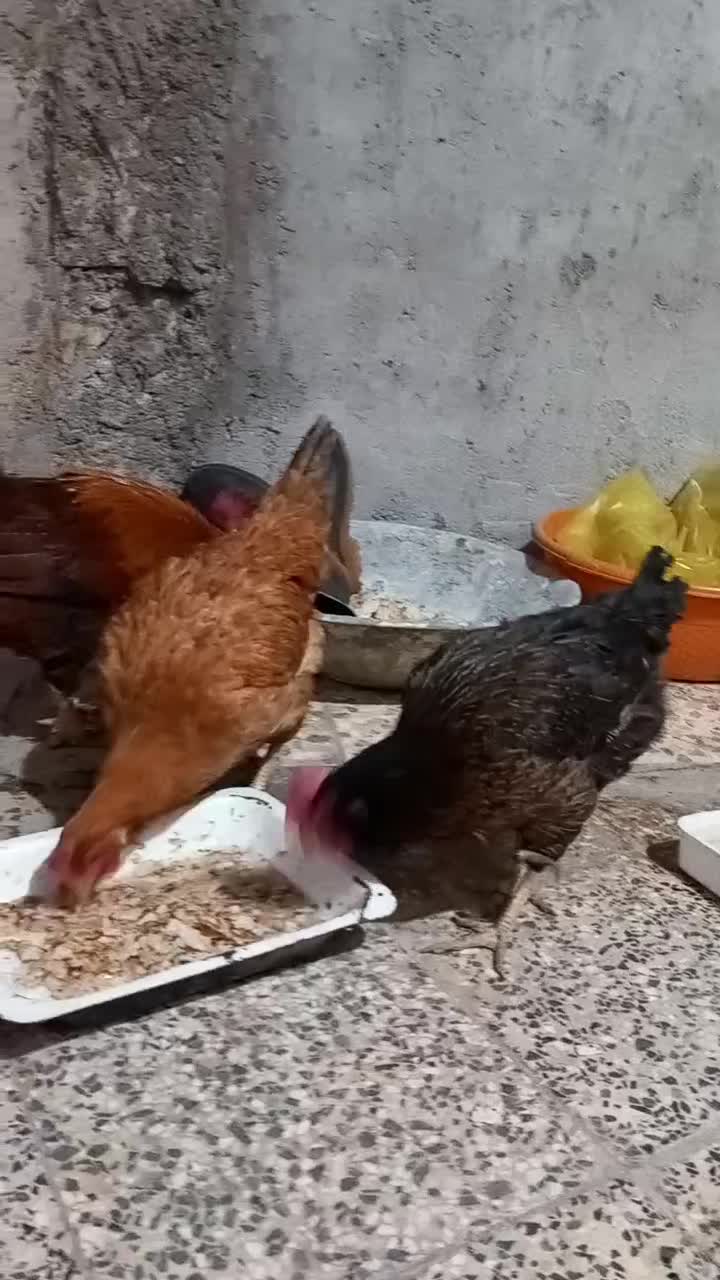 چنتا مرغ فروشی قیمت مناسب|حیوانات مزرعه|مسجد سلیمان, |دیوار