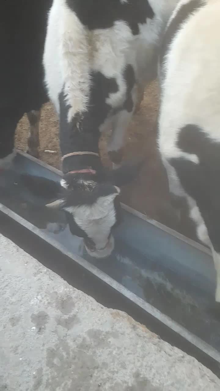 سلام|حیوانات مزرعه|دلبران, |دیوار