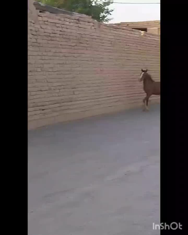 کره مادیان|اسب و تجهیزات اسب‌سواری|فلاورجان, |دیوار