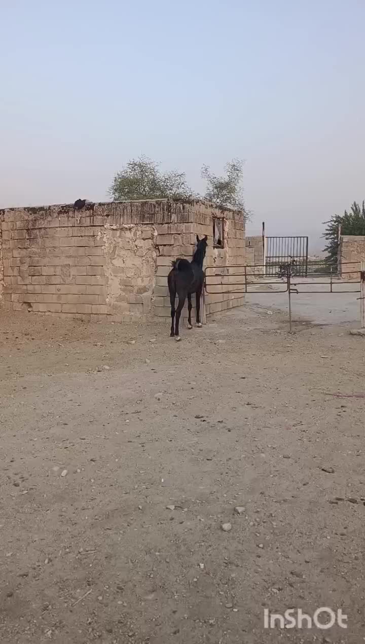 اسب|اسب و تجهیزات اسب‌سواری|نورآباد ممسنی, |دیوار