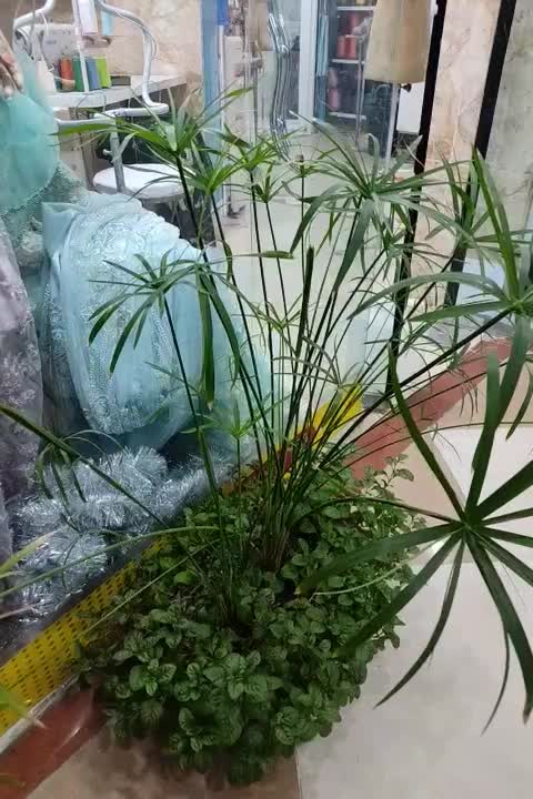 گل بسیار زیبا|گل و گیاه طبیعی|بانه, |دیوار