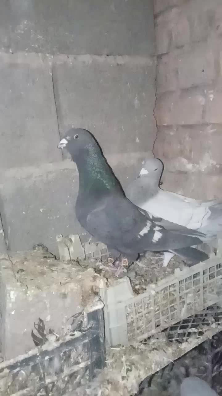 کفتر طاووسی جفت گاهی|پرنده|سبزوار, غرب نیروگاه|دیوار