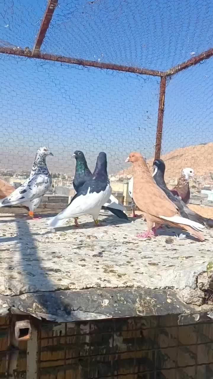 شهری پلاکی|پرنده|شیراز, دلگشا|دیوار