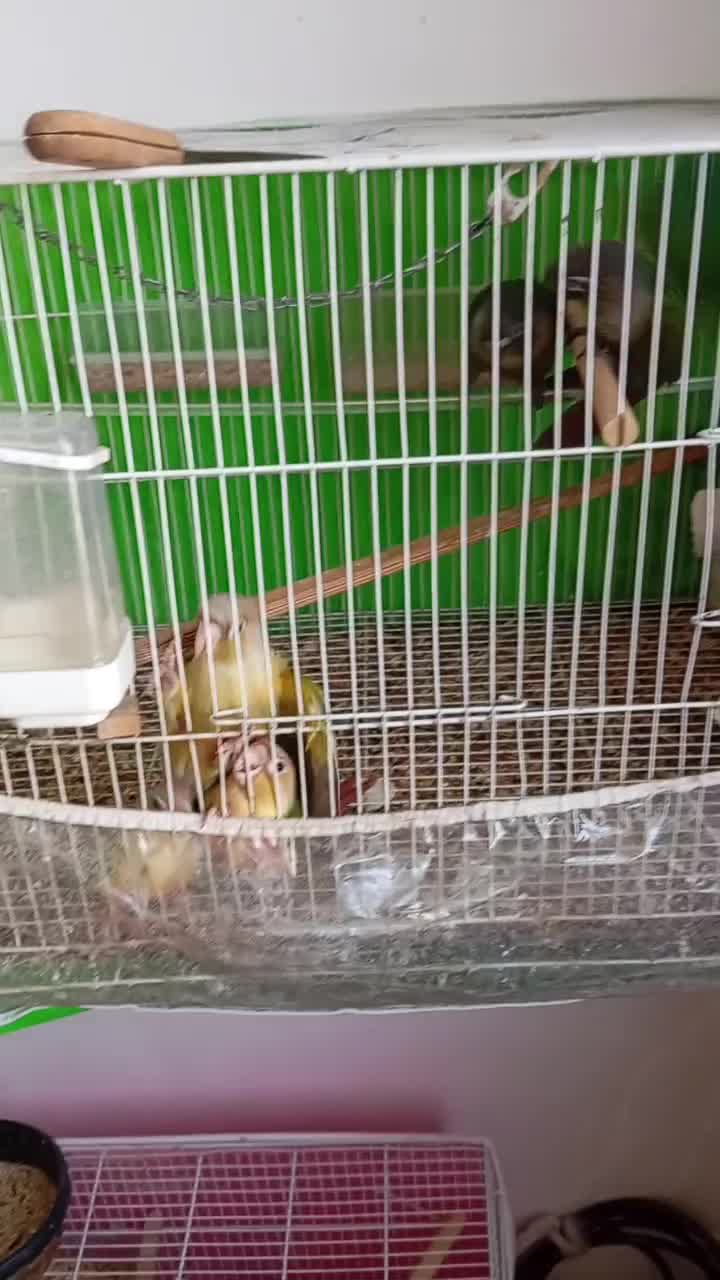 یک جفت گرینچیک مولد سرحال|پرنده|رضویه, |دیوار