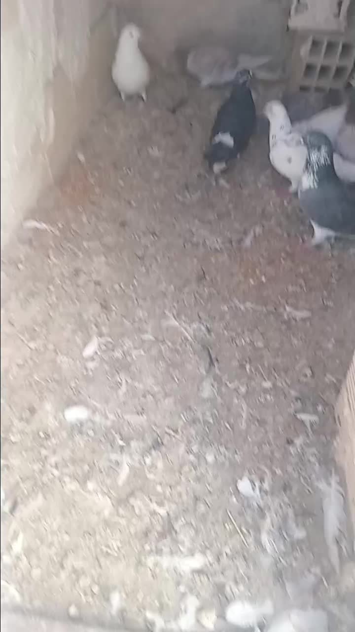 کبوتر|پرنده|اردبیل, |دیوار