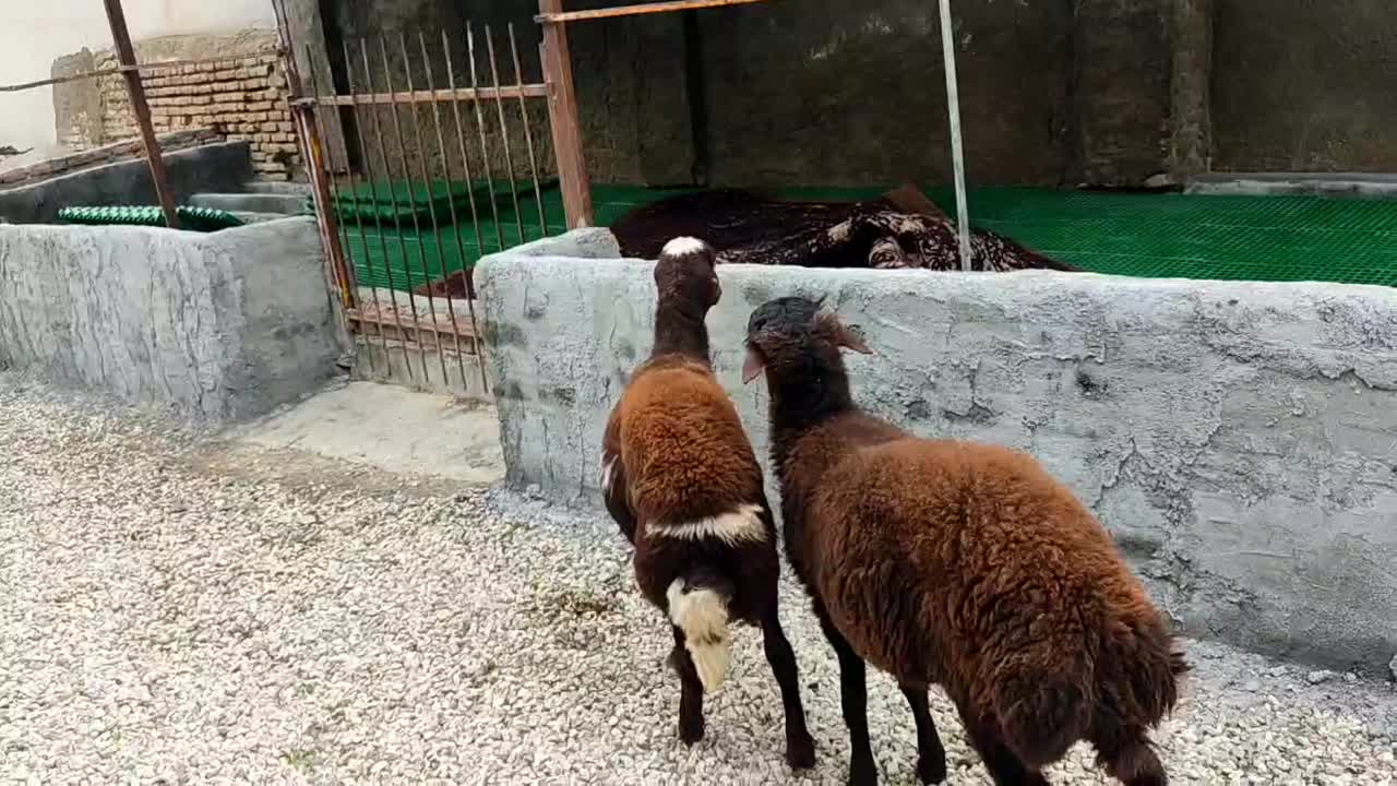 دو راس نر توقلی افشار چاق|حیوانات مزرعه|بندر ترکمن, |دیوار