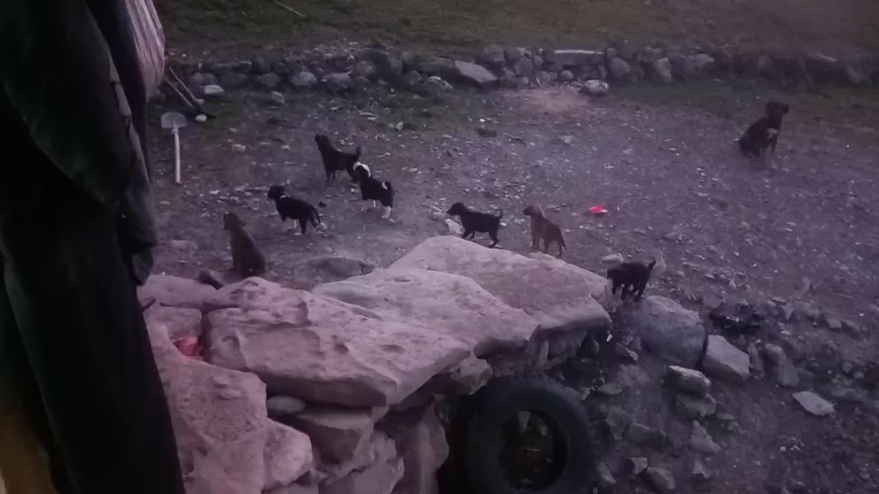 سگ ژرمن|سگ|گلوگاه بابل (گلیا), |دیوار