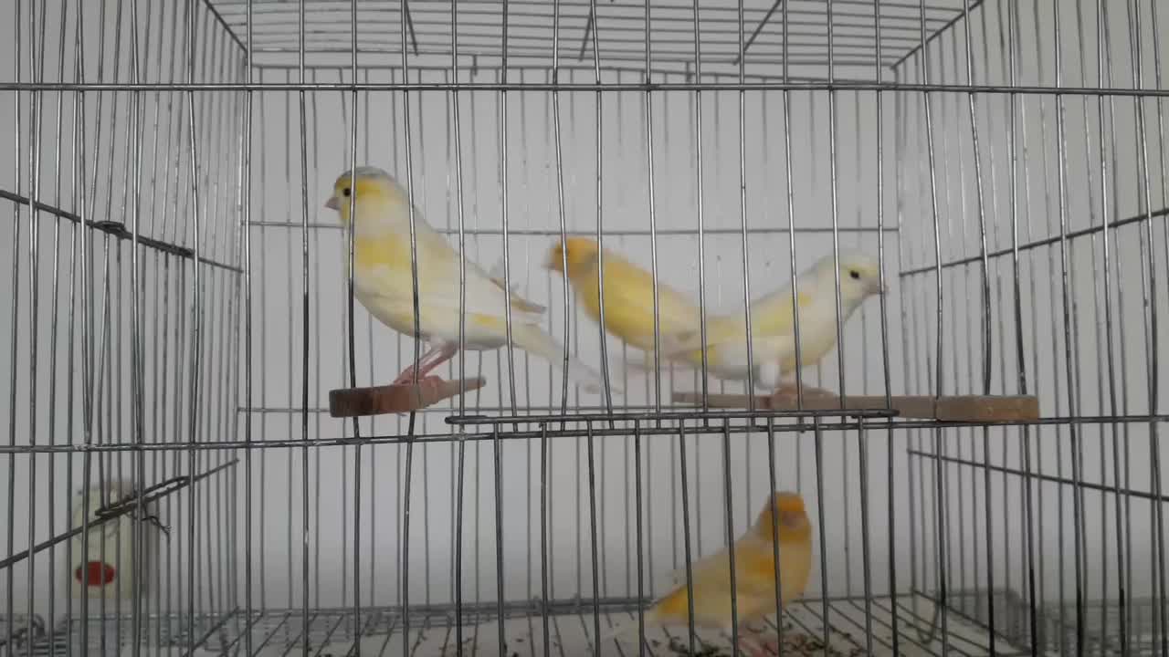 نر فروشی|پرنده|قم, تولید دارو و یخچال|دیوار