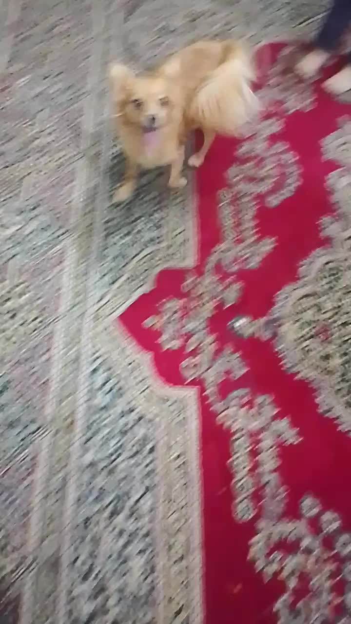 آشپزی پامر|سگ|خمیر, |دیوار