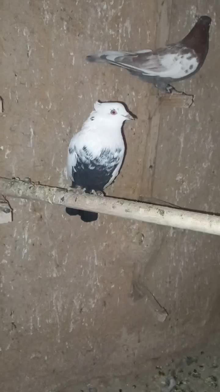 کبوتر|پرنده|مرودشت, محمد آباد|دیوار