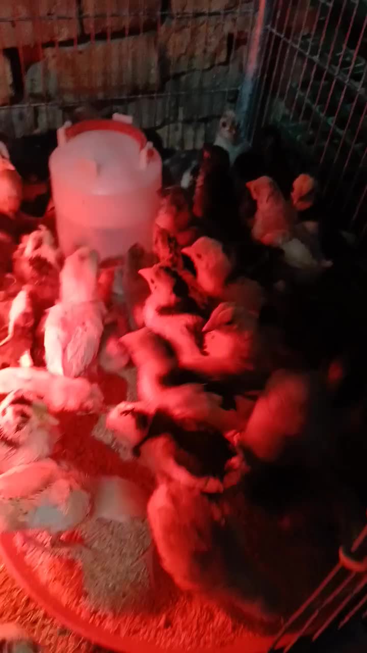 جوجه گلین تک تاج یکماهه واکسینه ۱۵ روزه چهل تاج|حیوانات مزرعه|خمینی‌شهر, |دیوار