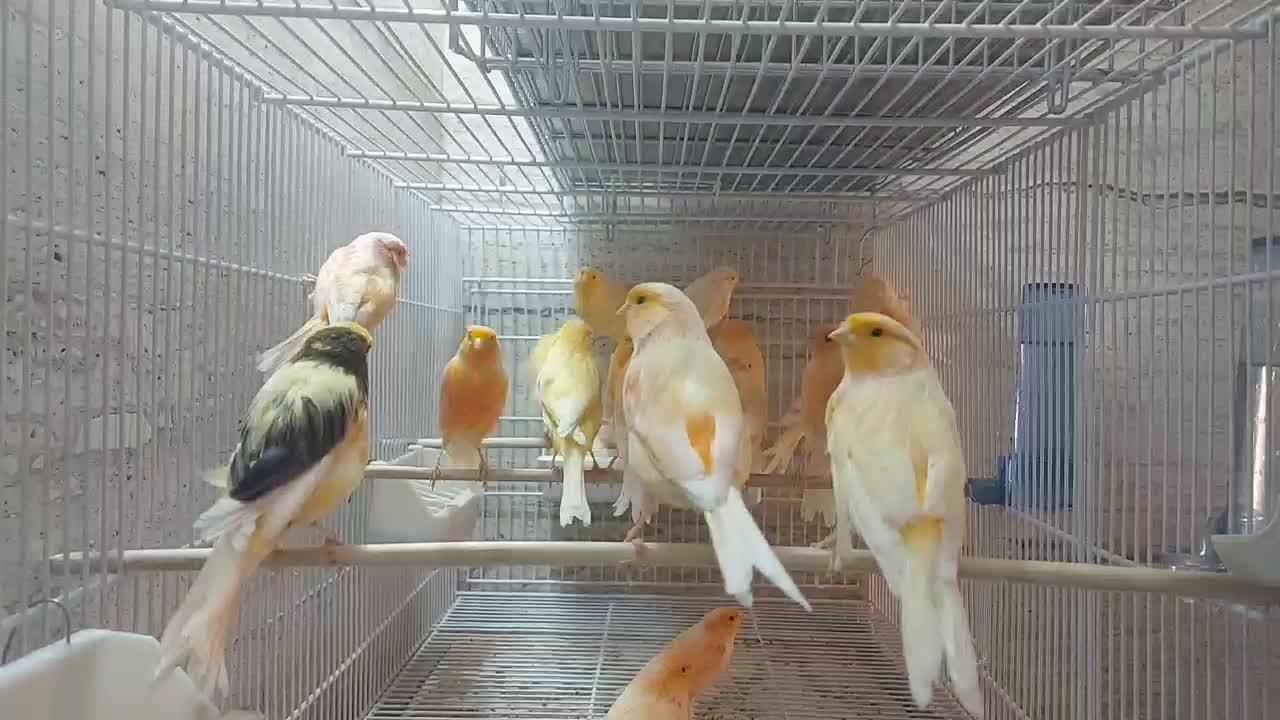 قناری سوپری پرتقالی وموزاییکی،ورسمی بلند|پرنده|تهران, مینی‌سیتی (شهرک نفت)|دیوار