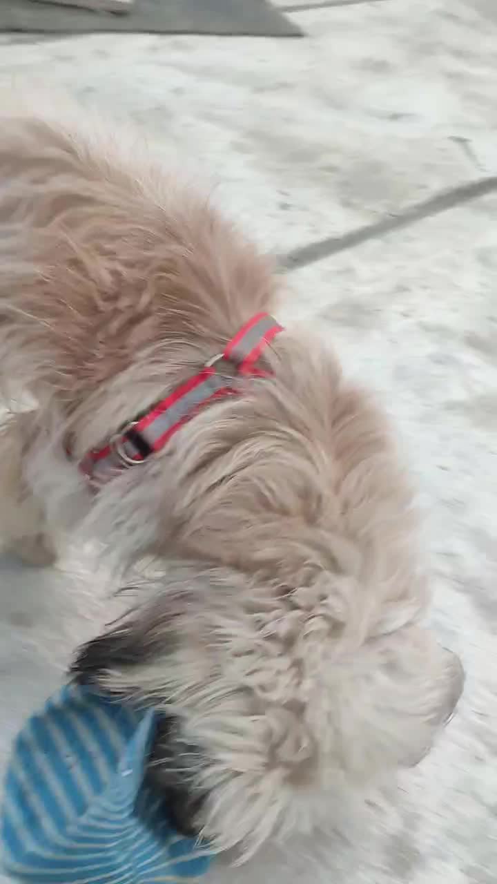 سگ تریر|سگ|ماهدشت, |دیوار