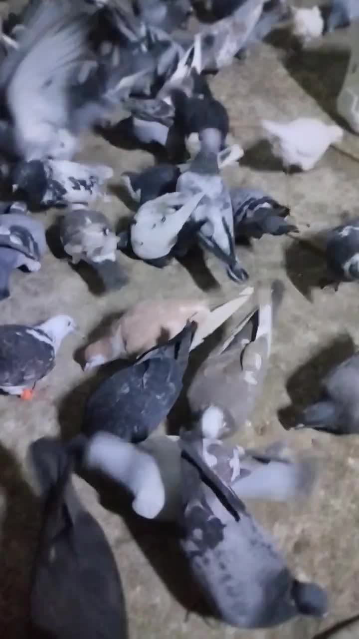 کبوتر رنگه آلمانی سار سرور ابلغ کله سینه|پرنده|چناران, |دیوار