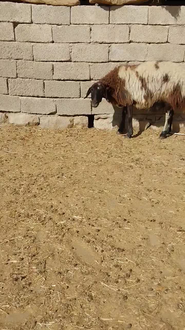 میش داشتی|حیوانات مزرعه|اندیمشک, |دیوار