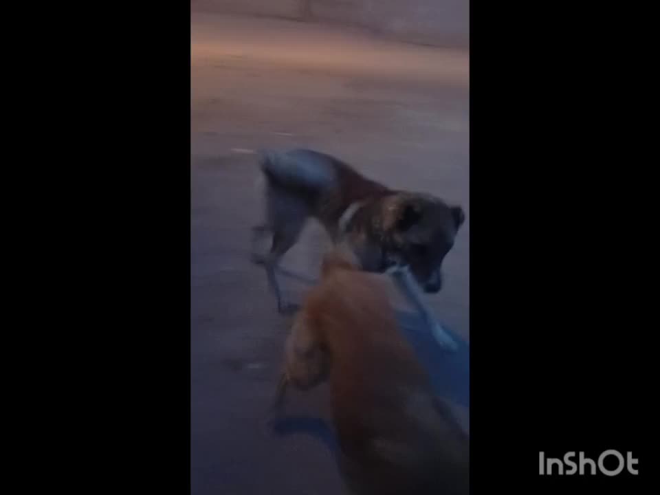 سگ سرابی|سگ|بهار, |دیوار