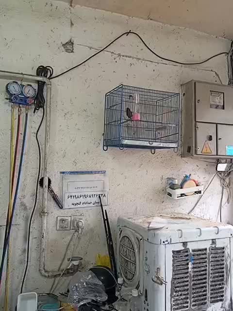 قناری سبز|پرنده|تهران, کیانشهر|دیوار