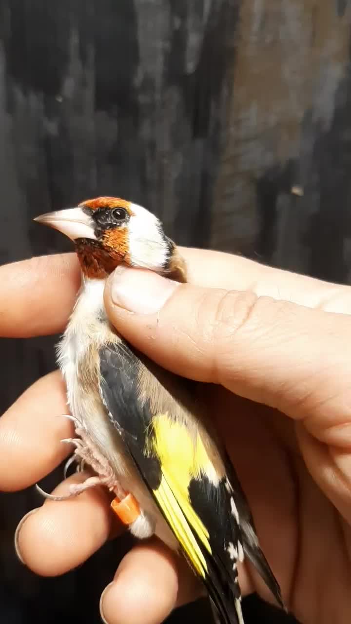 سهره رسمی نر ضمانتی|پرنده|مشهد, حسین‌آباد|دیوار