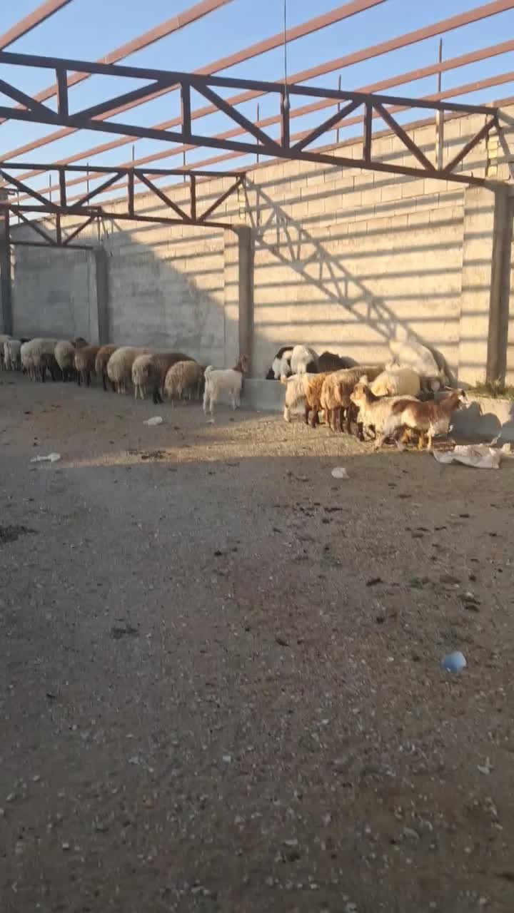 سلاخی رایگان|خدمات پیشه و مهارت|بجنورد, |دیوار