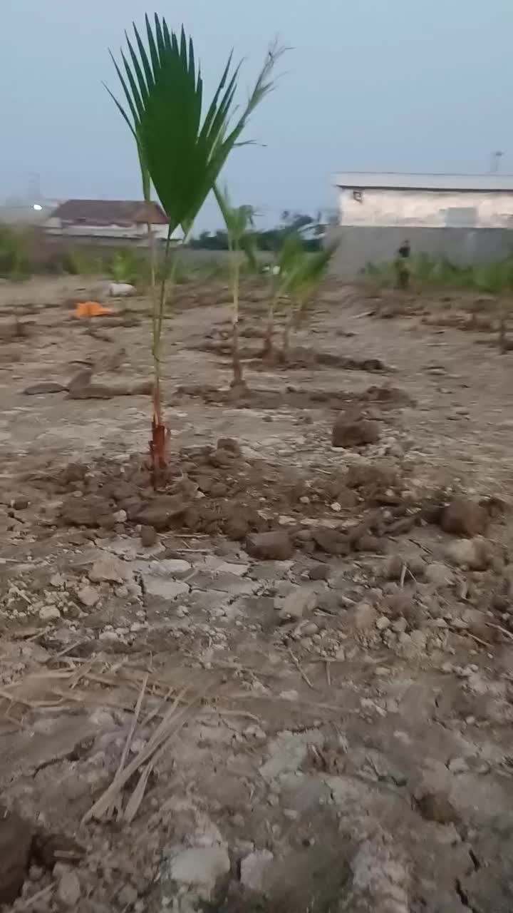 فضای سبز پالم|خدمات باغبانی و درختکاری|دابودشت, |دیوار