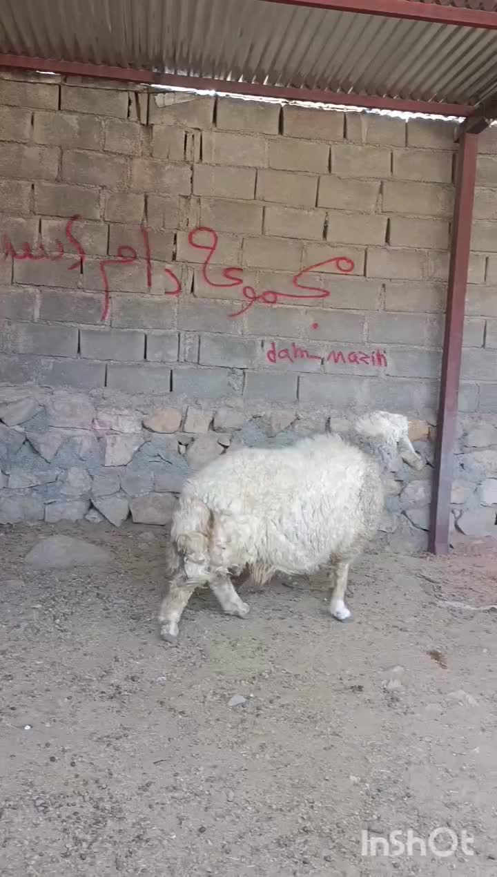 قوچ سبز کبوتری نژاد برتر (قوچ بره بز گوسفند)|حیوانات مزرعه|پلدختر, |دیوار