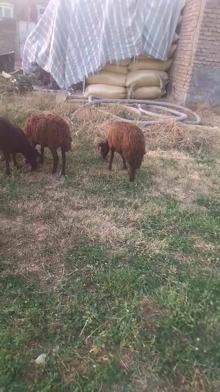 گوسفند|حیوانات مزرعه|سیمینه, |دیوار