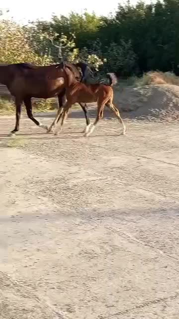 اسب نژاد دره شور شریف یه کره هم داره|اسب و تجهیزات اسبسواری|سیرجان, |دیوار