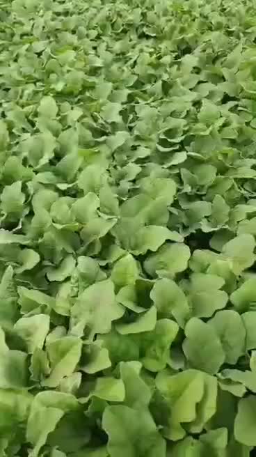 نشا بادمجان قلمی|خدمات باغبانی و درختکاری|تفتان, |دیوار