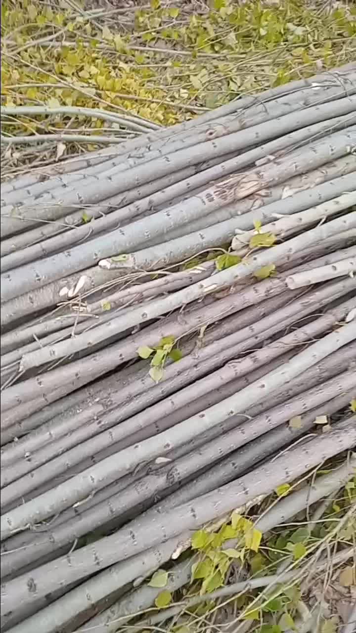 خریدارچوب درخت|خدمات باغبانی و درختکاری|خرمآباد, |دیوار