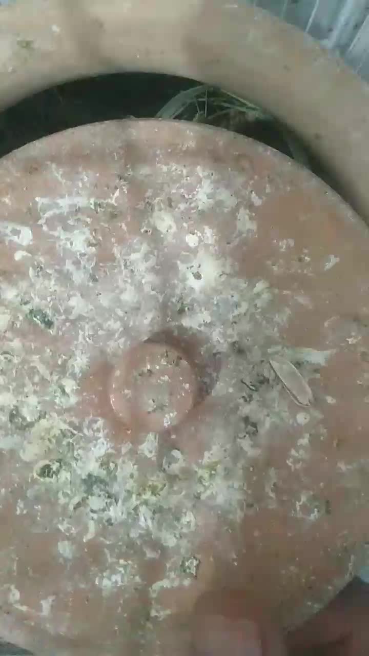 فروش طوطی برزیلی|پرنده|لامرد, |دیوار