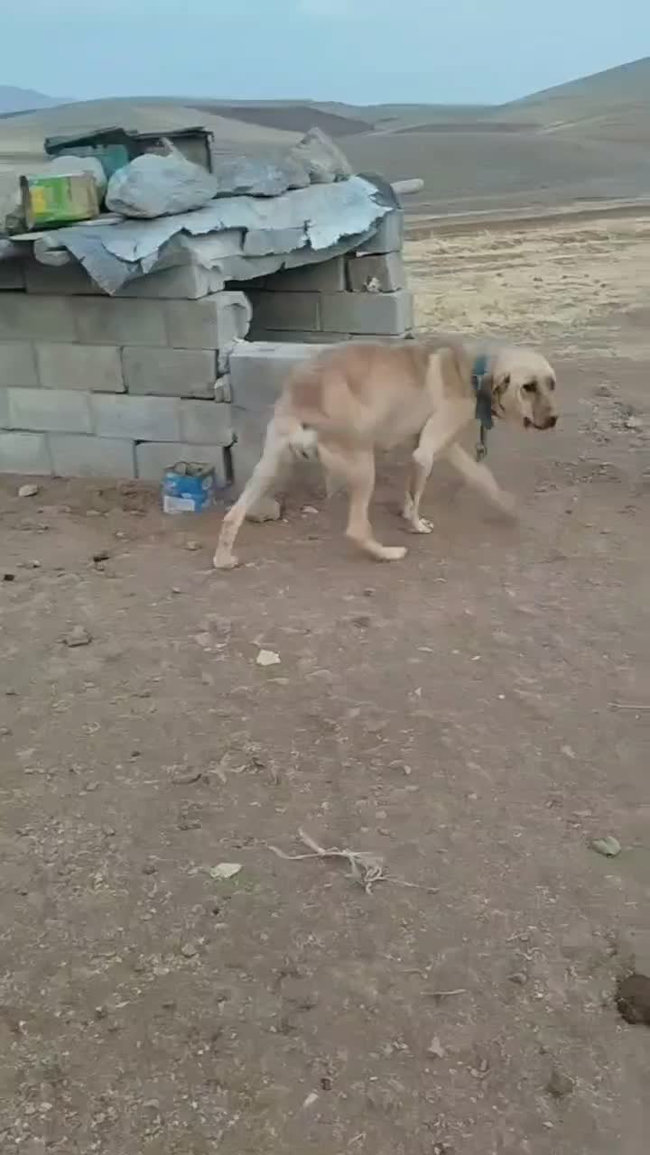 سگ پژدر|سگ|کنگاور, |دیوار