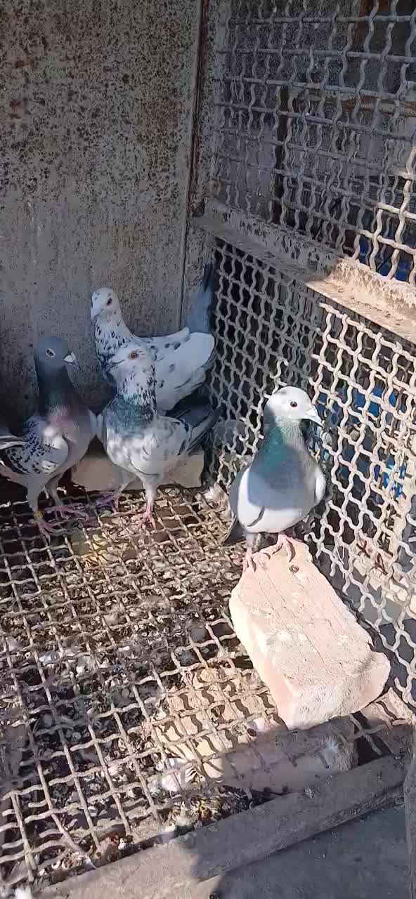 فروش ۳۱ عدد کبوتر جوان|پرنده|بندرعباس, |دیوار