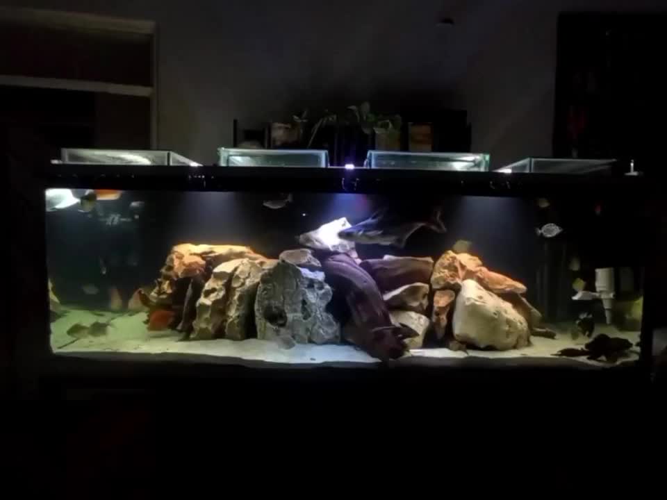 ماهی آکواریومی|ماهی|فسا, |دیوار