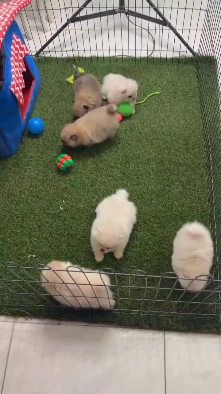 توله سگ پامرانین خرسی ۲|سگ|مشهد, الهیه|دیوار