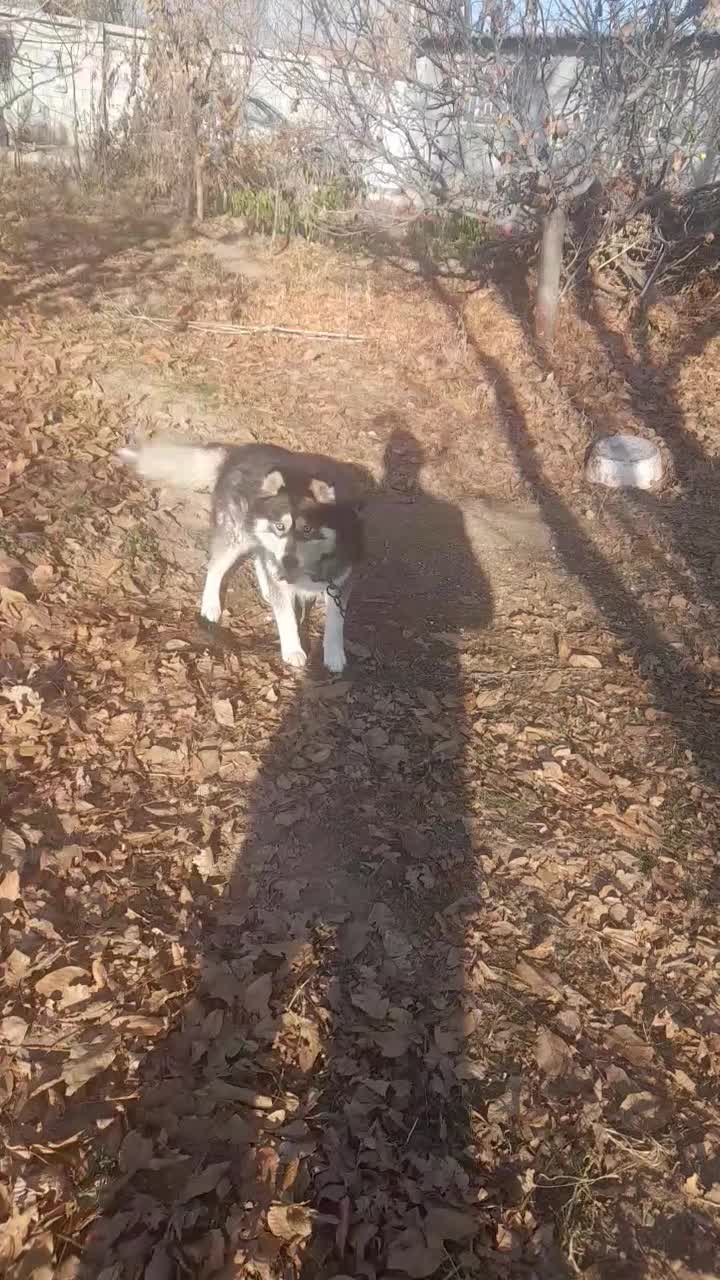 واگذاری هاسکی چشم آبی|سگ|مرند, |دیوار